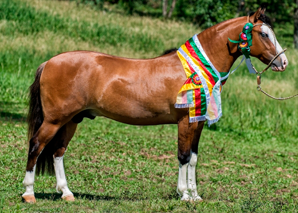 MARCONI PONCHO PAMPA