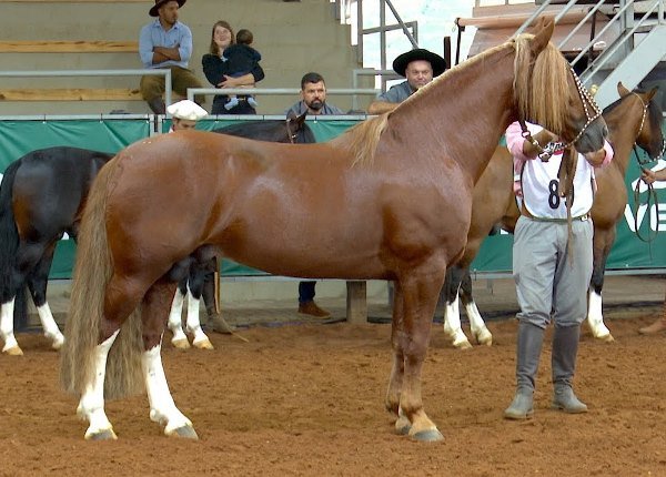 FEITICEIRO DOS CASTANHEIROS