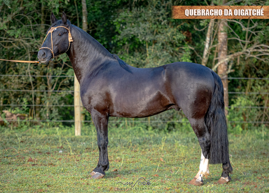 QUEBRACHO DA OIGATCHÊ