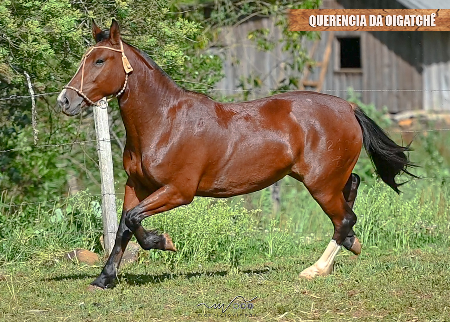QUERENCIA DA OIGATCHÊ