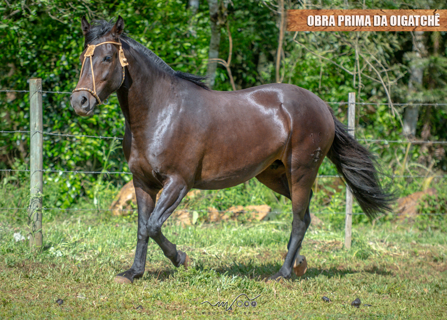 OBRA PRIMA DA OIGATCHÊ