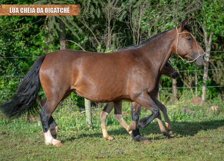 LUA CHEIA DA OIGATCHÊ