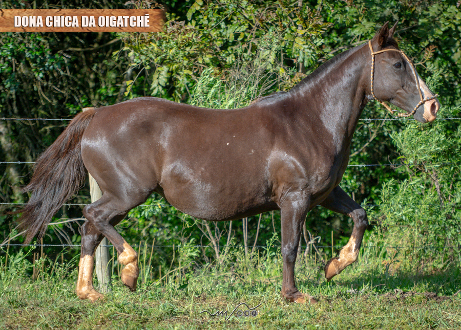 DONA CHICA DA OIGATCHÊ