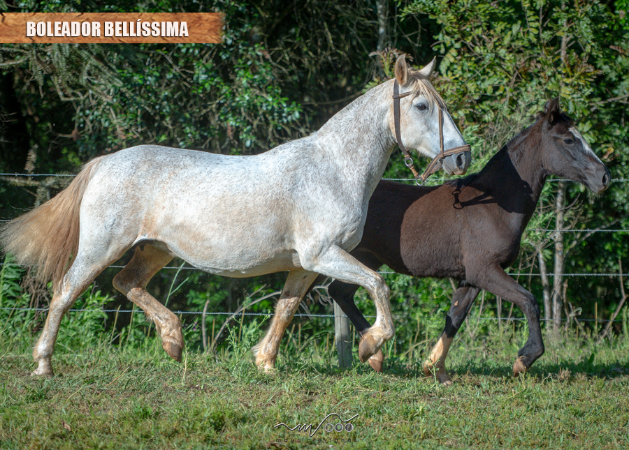 BOLEADOR BELLÍSSIMA