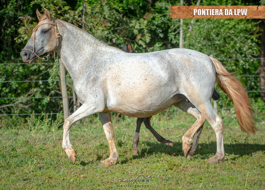 PONTIERA DA LPW