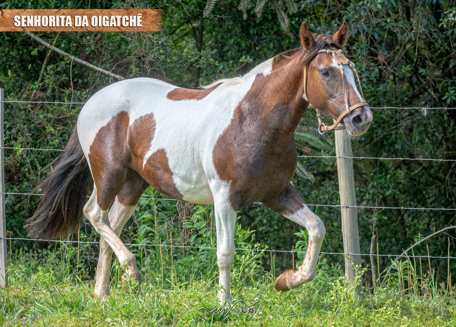 SENHORITA DA OIGATCHÊ