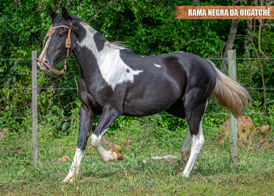 RAMA NEGRA DA OIGATCHÊ