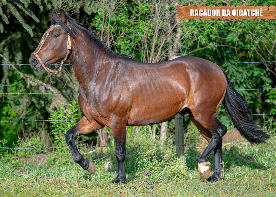 RAÇADOR DA OIGATCHÊ