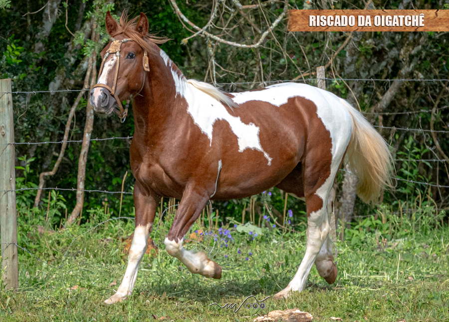 RISCADO DA OIGATCHÊ
