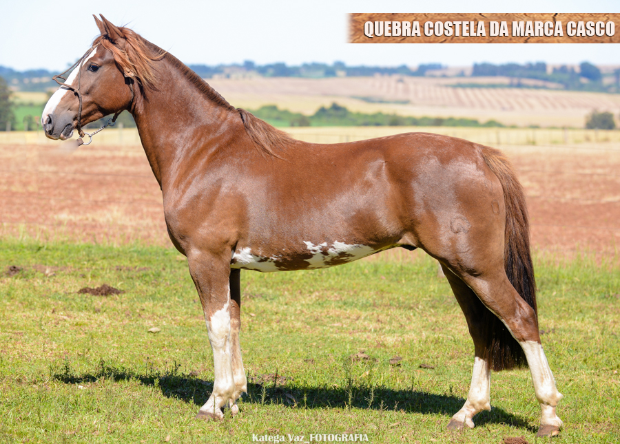 QUEBRA COSTELA DA MARCA CASCO