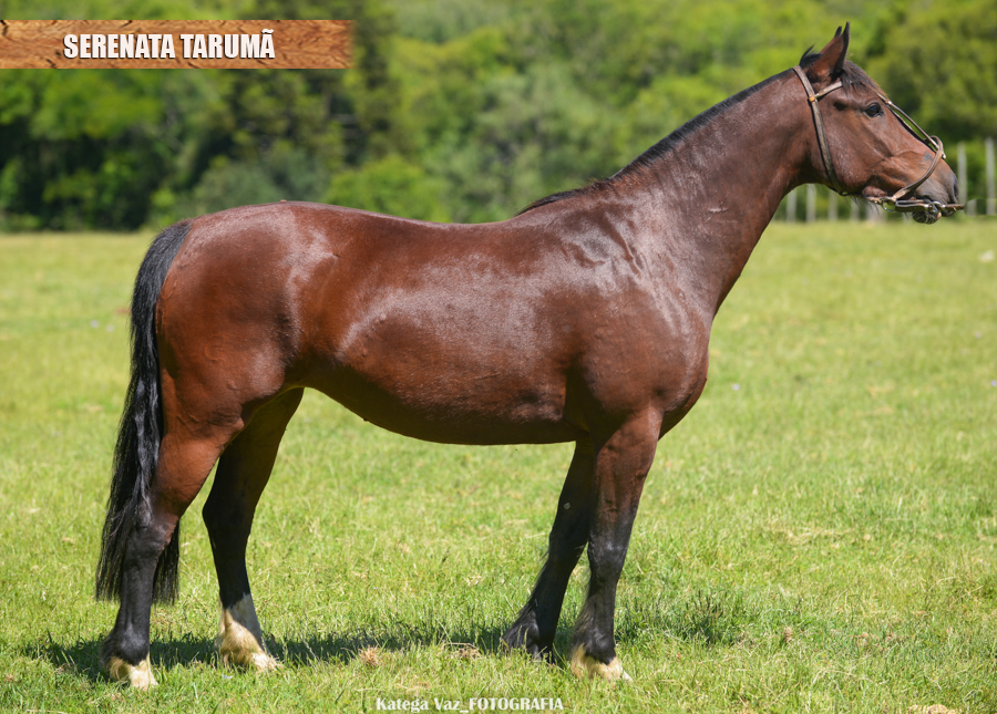 SERENATA TARUMÃ