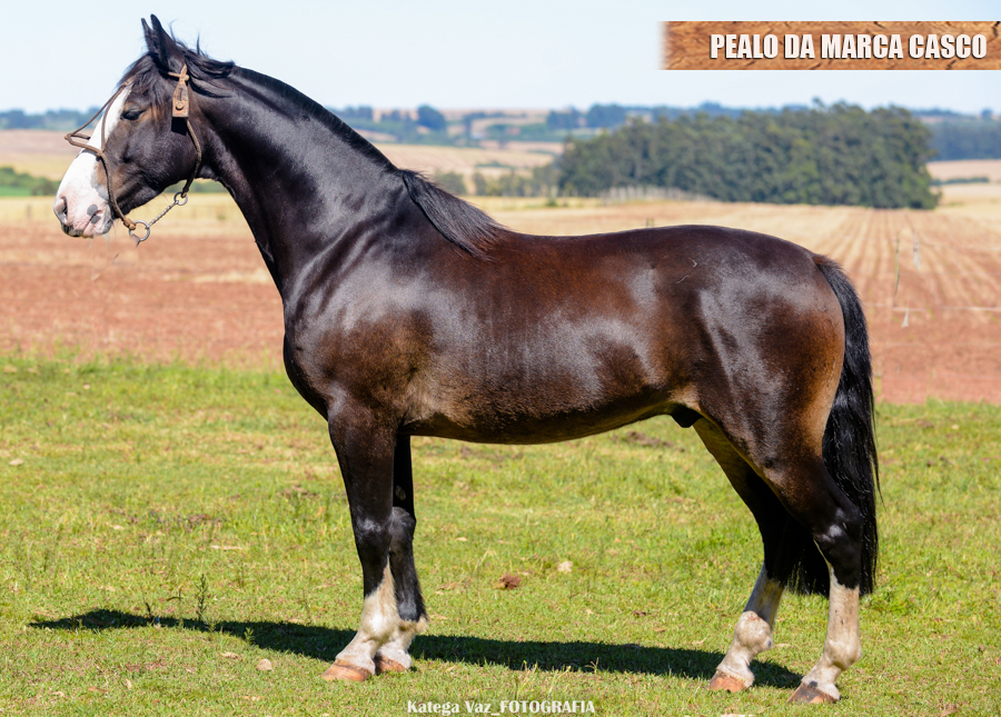 PEALO DA MARCA CASCO