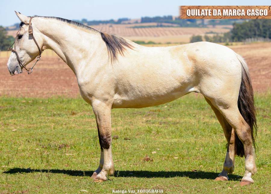 QUILATE DA MARCA CASCO