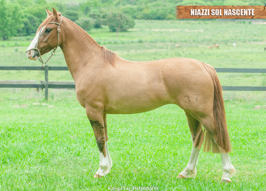 NIAZZI SOL NASCENTE