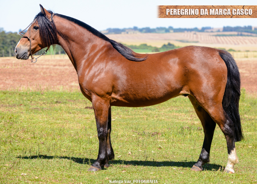 PEREGRINO DA MARCA CASCO