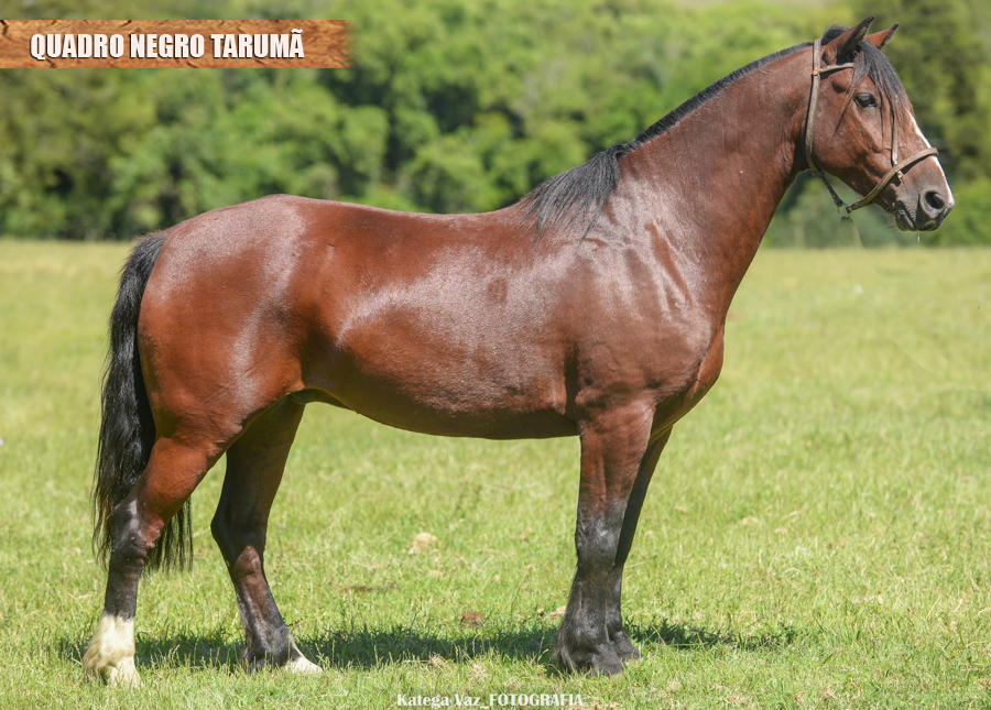 QUADRO NEGRO TARUMÃ