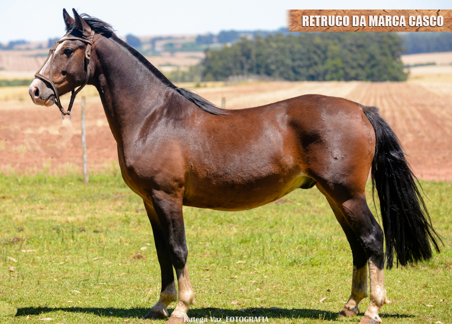 RETRUCO DA MARCA CASCO