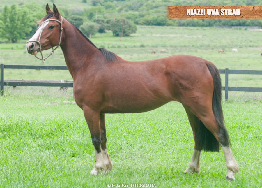 NIAZZI UVA SYRAH