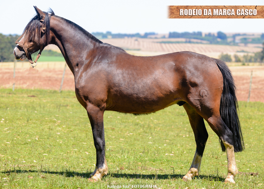 RODEIO DA MARCA CASCO