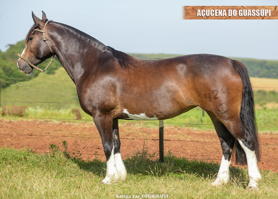 AÇUCENA DO GUASSUPI