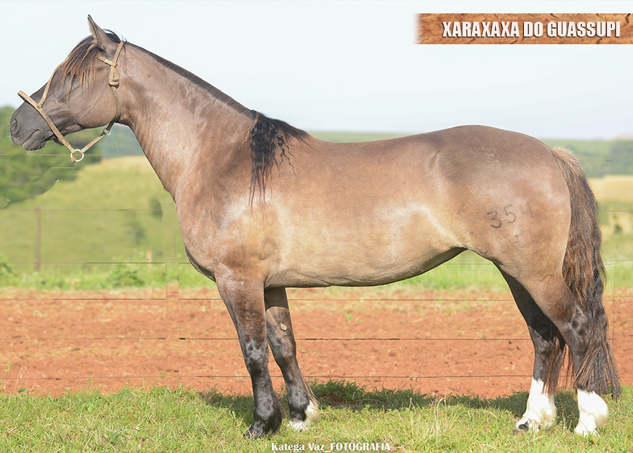 XARAXAXA DO GUASSUPI