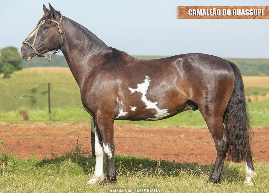 CAMALEÃO DO GUASSUPI