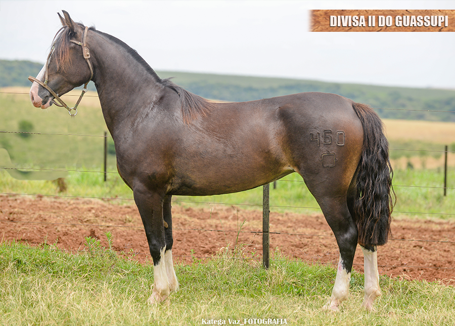 DIVISA II DO GUASSUPI