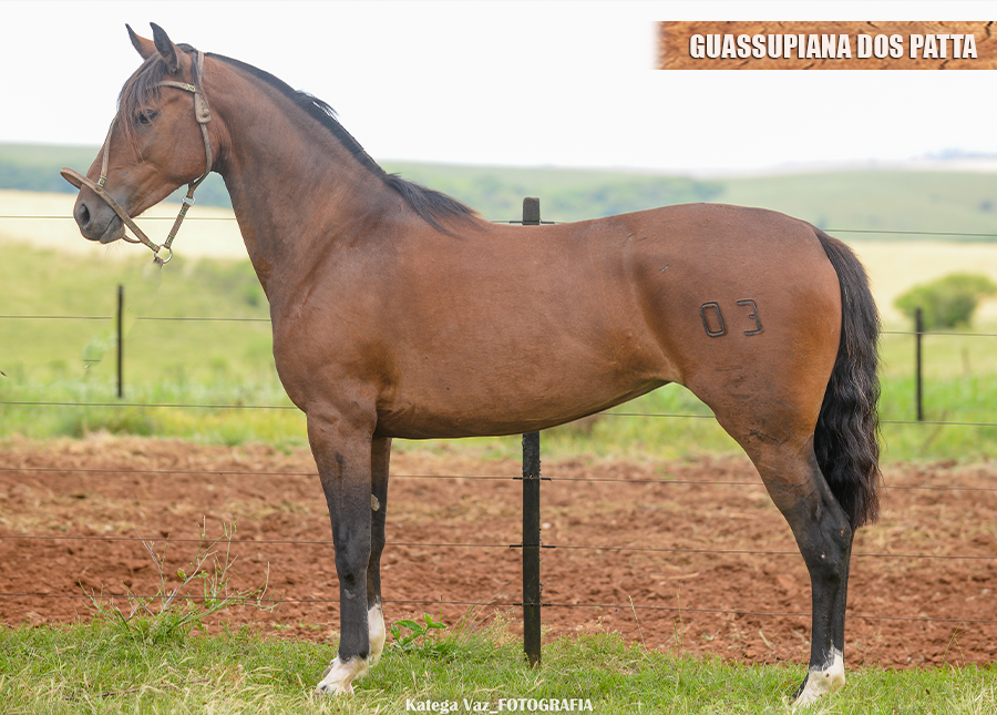 GUASSUPIANA DOS PATTA