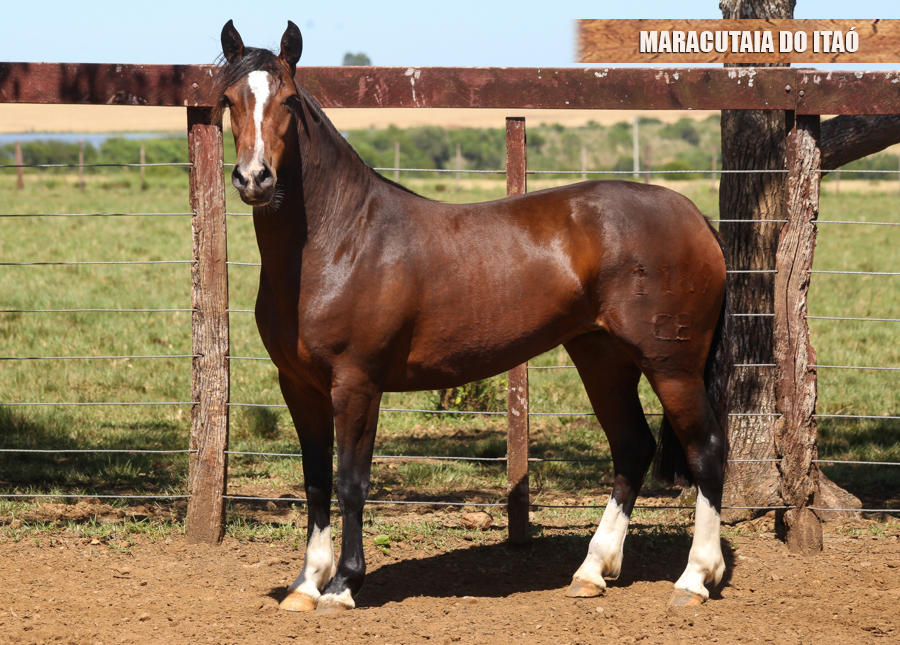MARACUTAIA DO ITAÓ