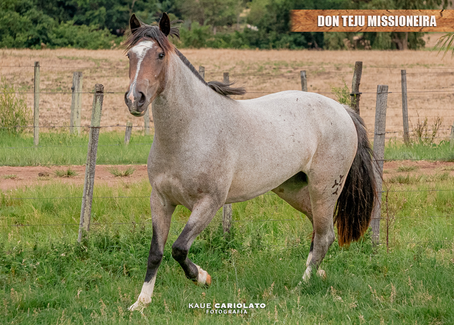 DON TEJU MISSIONEIRA