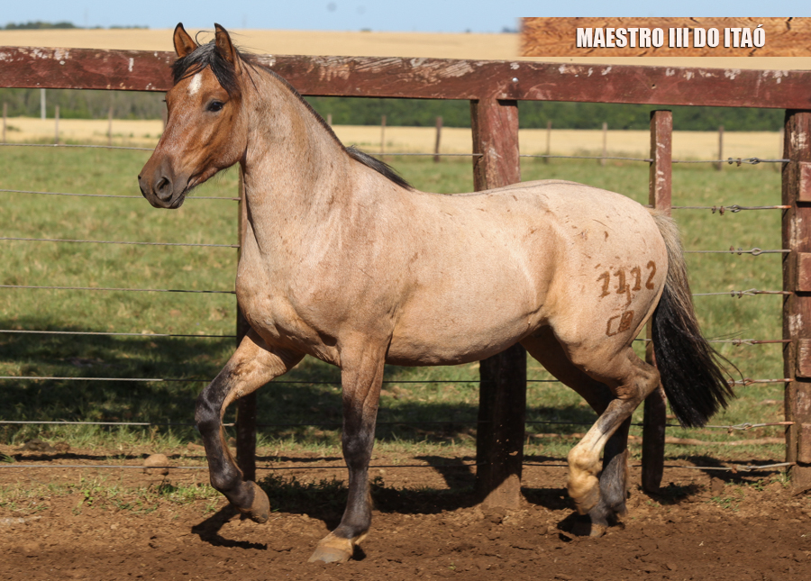 MAESTRO III DO ITAÓ