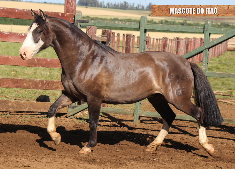 MASCOTE DO ITAÓ