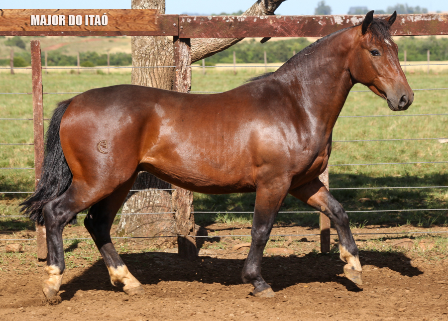 MAJOR DO ITAÓ