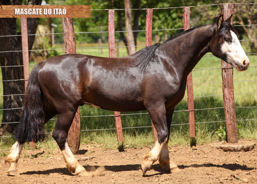 MASCATE DO ITAÓ