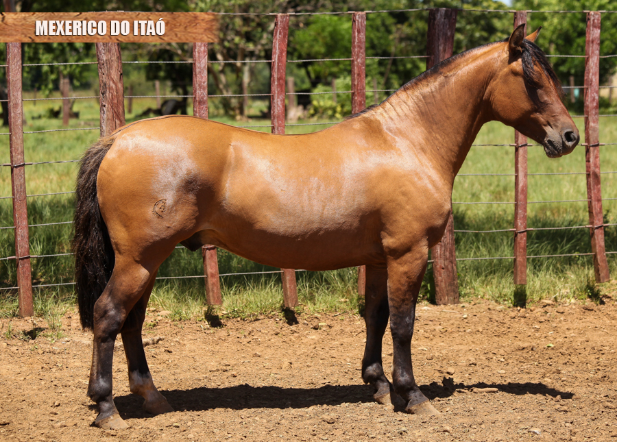 MEXERICO DO ITAÓ