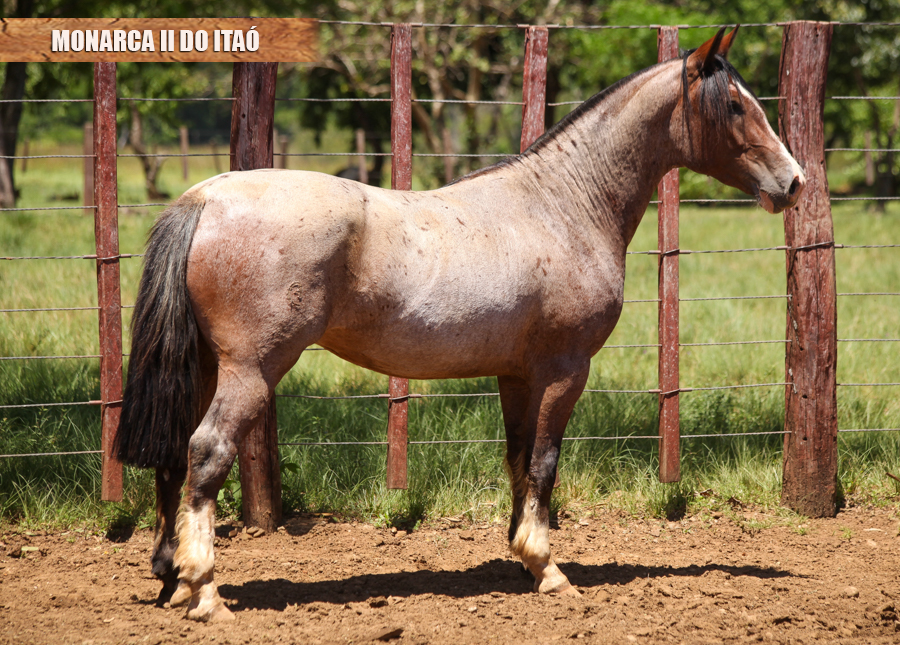 MONARCA II DO ITAÓ