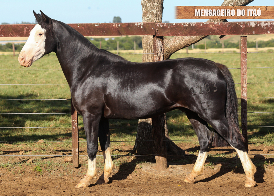 MENSAGEIRO DO ITAÓ