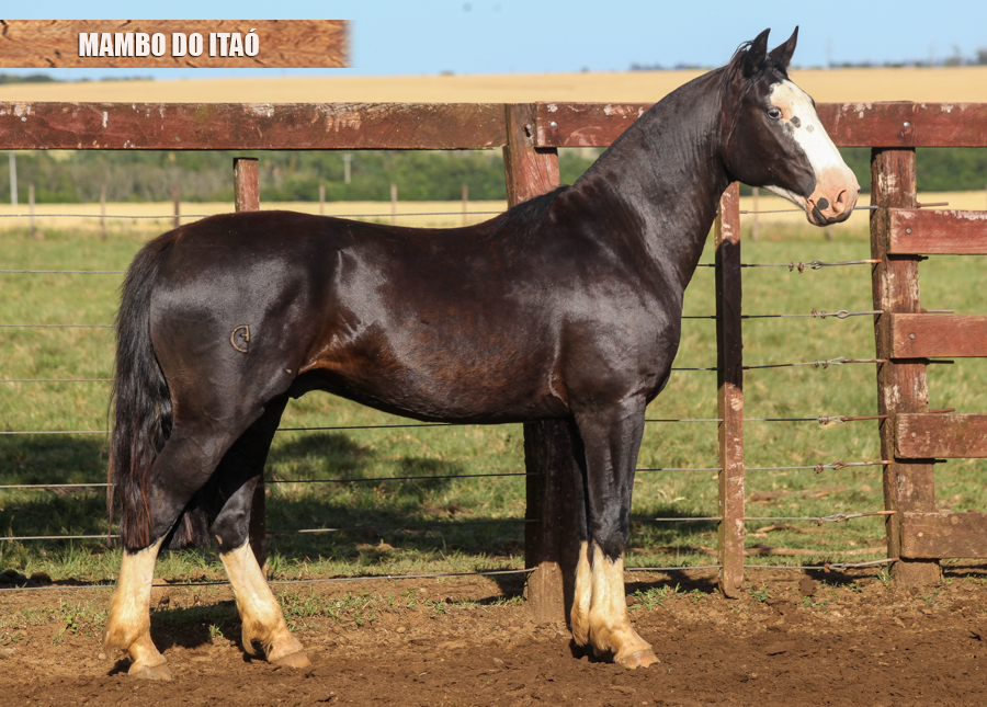 MAMBO DO ITAÓ