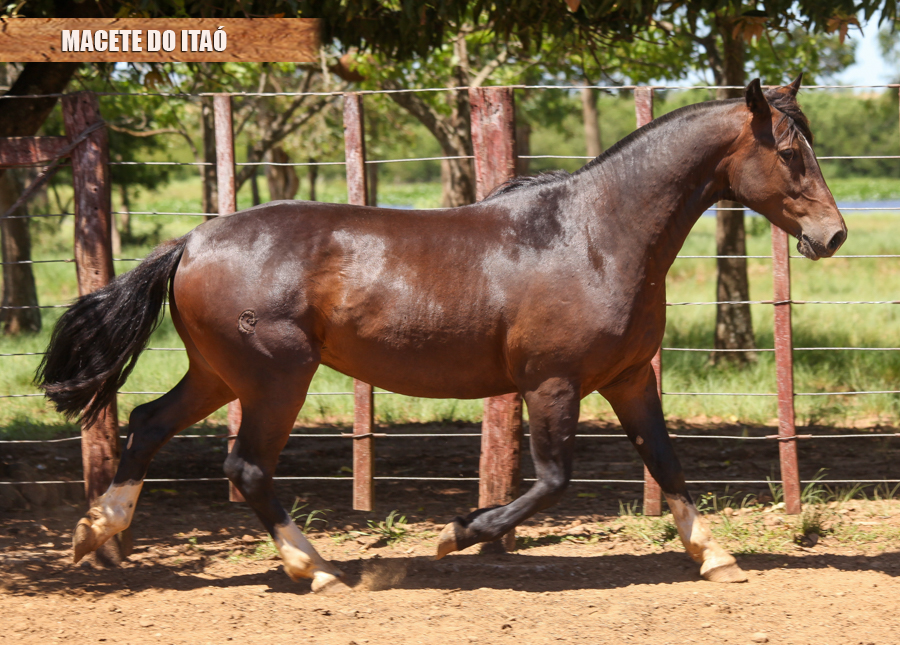 MACETE DO ITAÓ