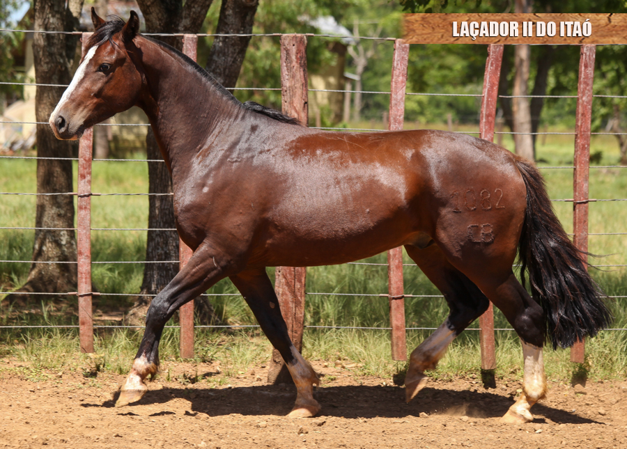 LAÇADOR II DO ITAÓ