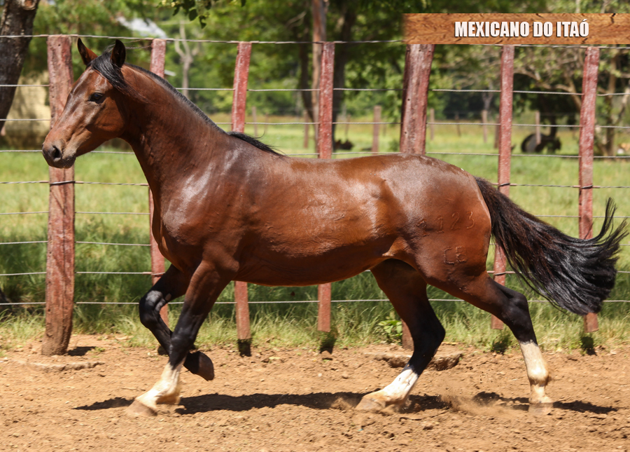MEXICANO DO ITAÓ