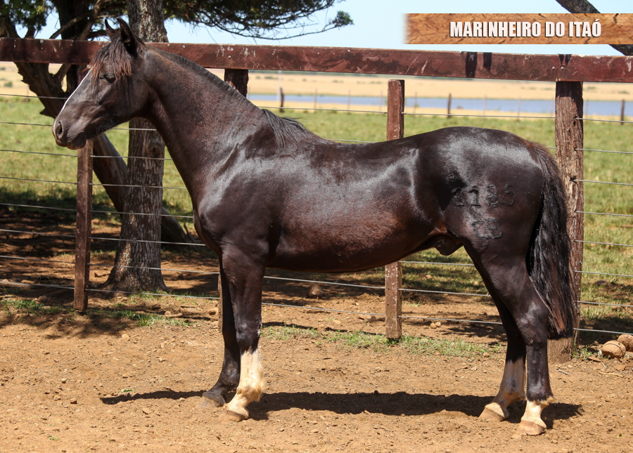 MARINHEIRO DO ITAÓ