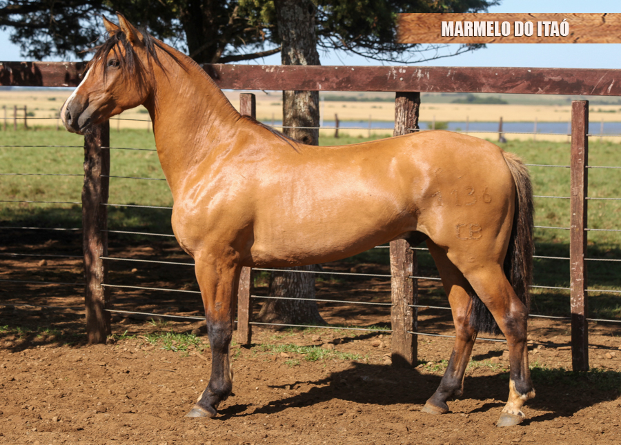 MARMELO DO ITAÓ
