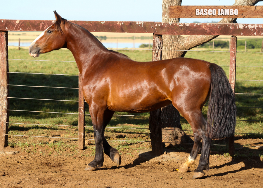 BASCO JAMBO 