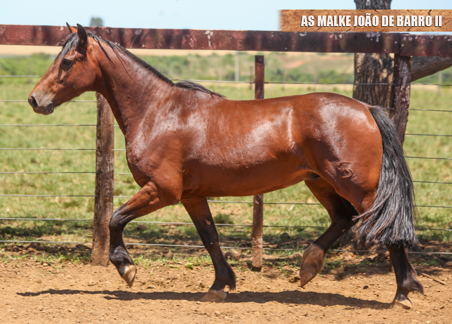 AS MALKE JOÃO DE BARRO II