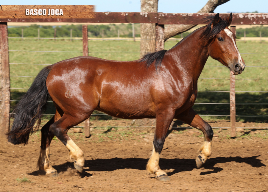 BASCO JOCA 