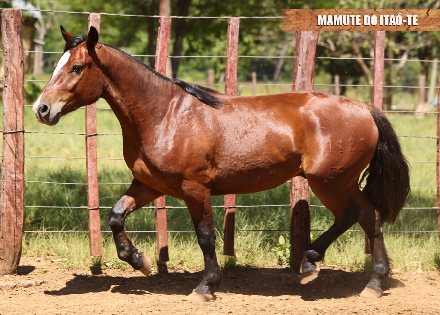 MAMUTE DO ITAÓ-TE