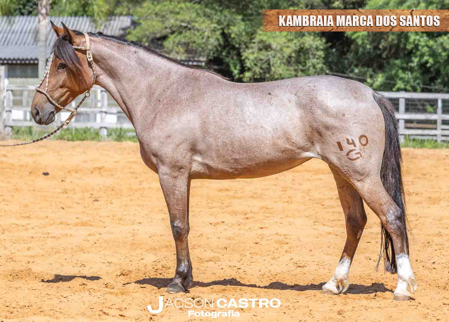 KAMBRAIA MARCA DOS SANTOS