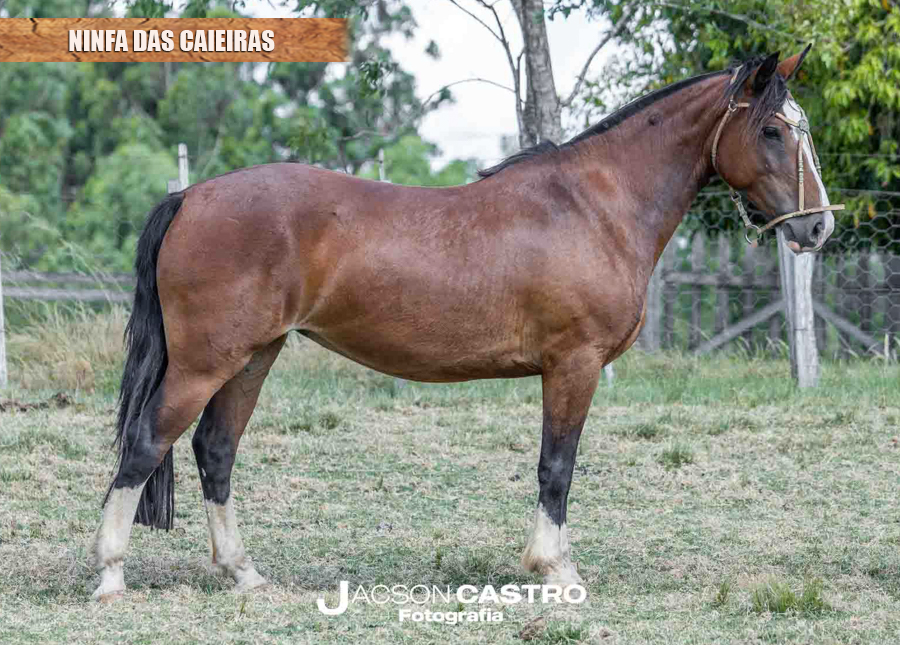 NINFA DAS CAIEIRAS