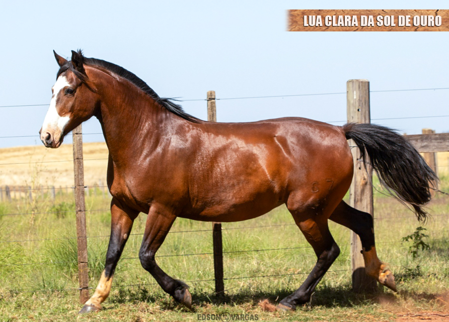 LUA CLARA DA SOL DE OURO 